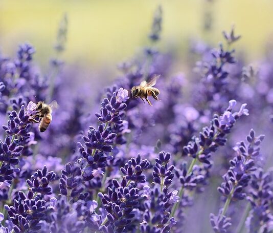 Jak daleko trzeba wywieźć pszczoły?