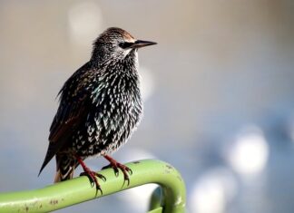 Dlaczego widać ślady po Walku?