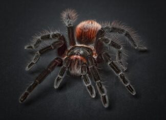 Jak zrobić pająka z filcu?