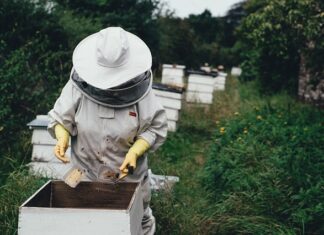 Czego się życzy pszczelarzom?