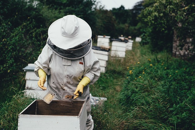 Jak zostać pszczelarzem książka?