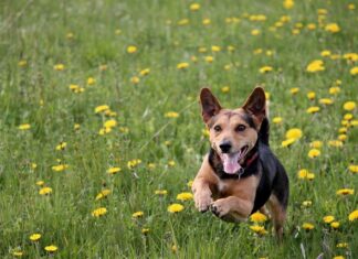 Jaką grubość wylewka pod wiatę?