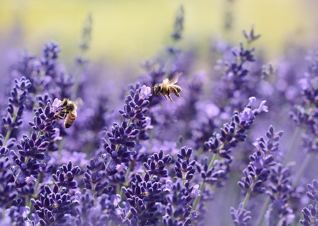 Kiedy pszczoły są najbardziej aktywne?