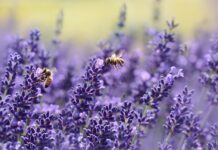 Jak zmusić pszczoły do cichej wymiany?