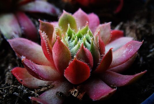 Jakiej grubości belki na zadaszenie tarasu? Jakiej grubości belki na zadaszenie tarasu?