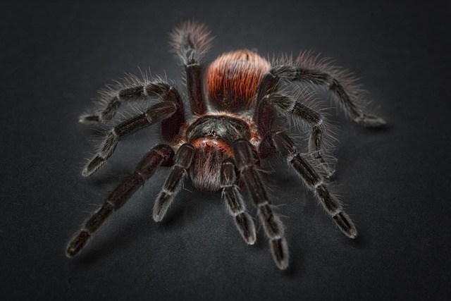 Jak zrobić pająka z drucika kreatywnego?