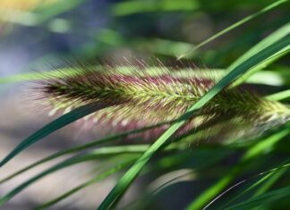 Jaką długość włosia wałka?